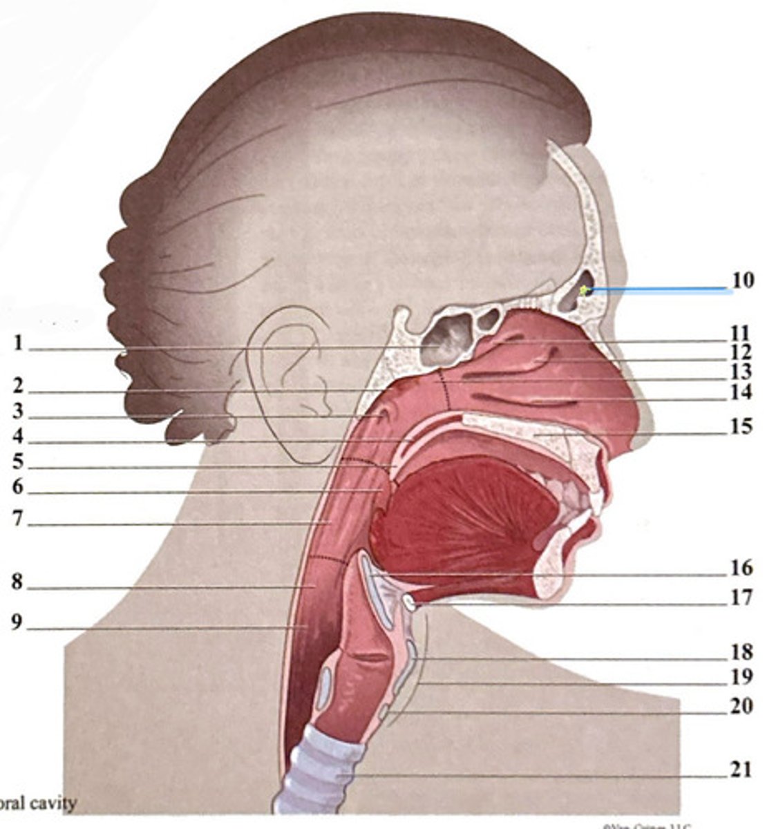 knowt flashcard image