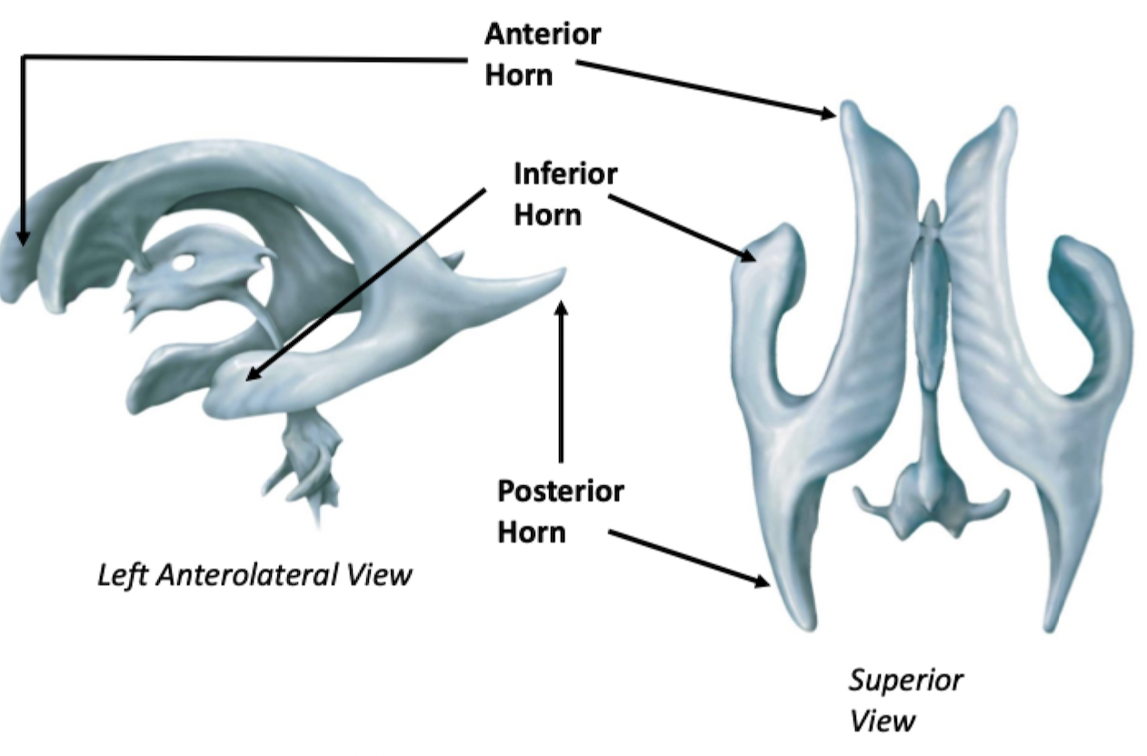 <p>Associated with various lobes of the cerebrum (the telencephalon)</p>