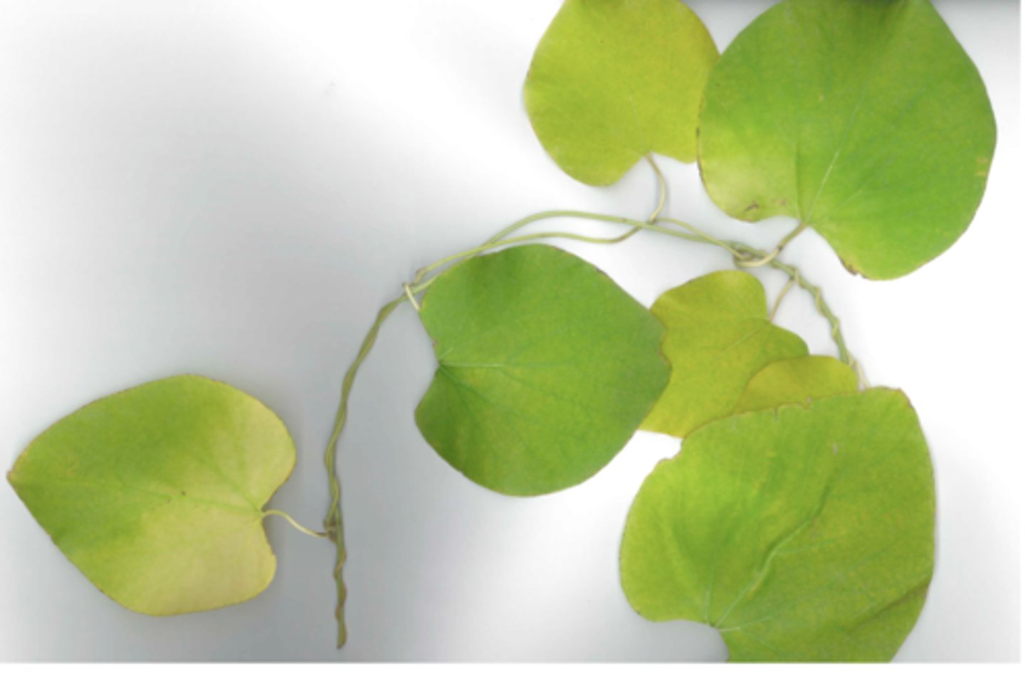 <p>huge cordate leaves, tiny saxophone fruit, twines</p>