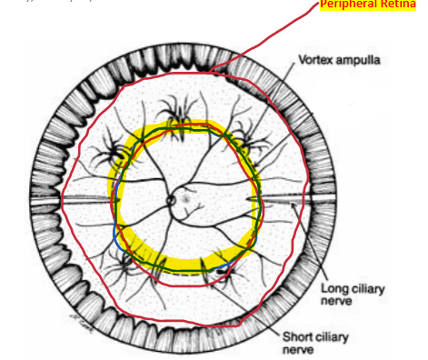 <p>area of the retina that is an imaginary line drawn from the vortex ampullae in each retinal quadrant.</p>