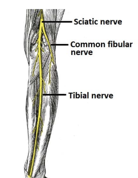 <p>tibial and common fibular nerves. </p>
