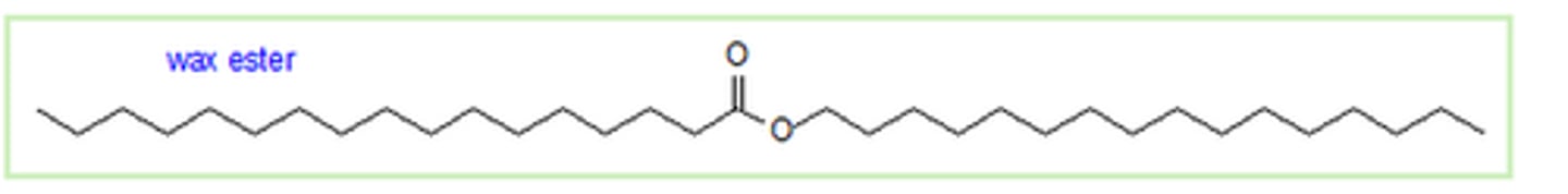 <p>simple lipids with long fatty acid chains connected to monohydroxy alcohols (contain a single hydroxyl group) through ester linkages</p><p>- used mainly as hydrophobic protective coatings</p>