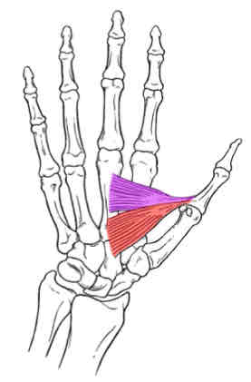 <p>Adductor Pollicis</p>
