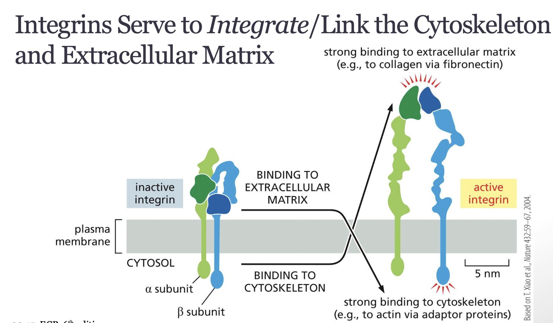 <p>what is the function of integrins</p>