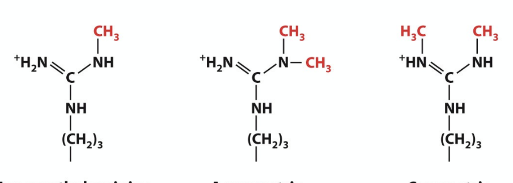 <p>name these three molecules </p>