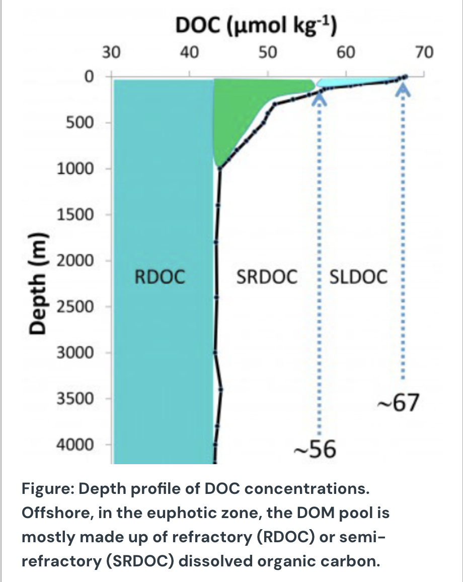 <p>Estuarine waters are typically rich in labile organic matter from terrestrial and phytoplankton sources, while the pool of OM in offshore oceans is mostly made up of refractory material, since offshore, most newly-synthesized labile material is mineralized very quickly (see Figure).</p><p></p><p>Heterotrophic bacteria in both habitats use extracellular enzymes to break down complex organic molecules before uptake. Which of the following best explains how extracellular enzymatic activity in the bacterial communities, and their organic matter degradation rates, would differ (or be the same) between these environments?</p>