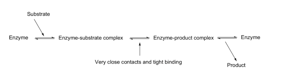 <ul><li><p><span style="background-color: transparent;">Enzymes stabilize the reaction transition state</span></p></li><li><p><span style="background-color: transparent;">Best binding occurs at the transition state, not the substrate or product</span></p></li></ul><p></p><p></p>