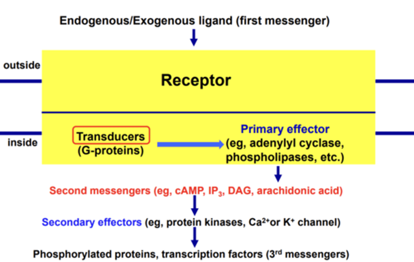 <p>ligand binds to receptor---&gt;activates transducer---&gt;transducer activates primary effector---&gt;activates secondary messengers and secondary effectors</p>