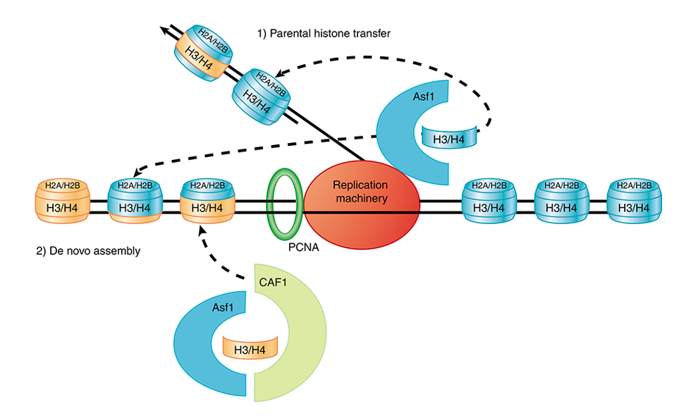 Histone assembly