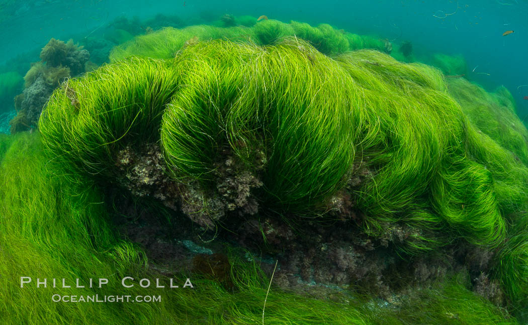 <p>Surf Grass (Angiosperm)</p>