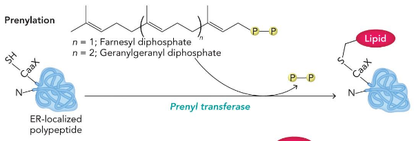 <p>makes thioether</p>
