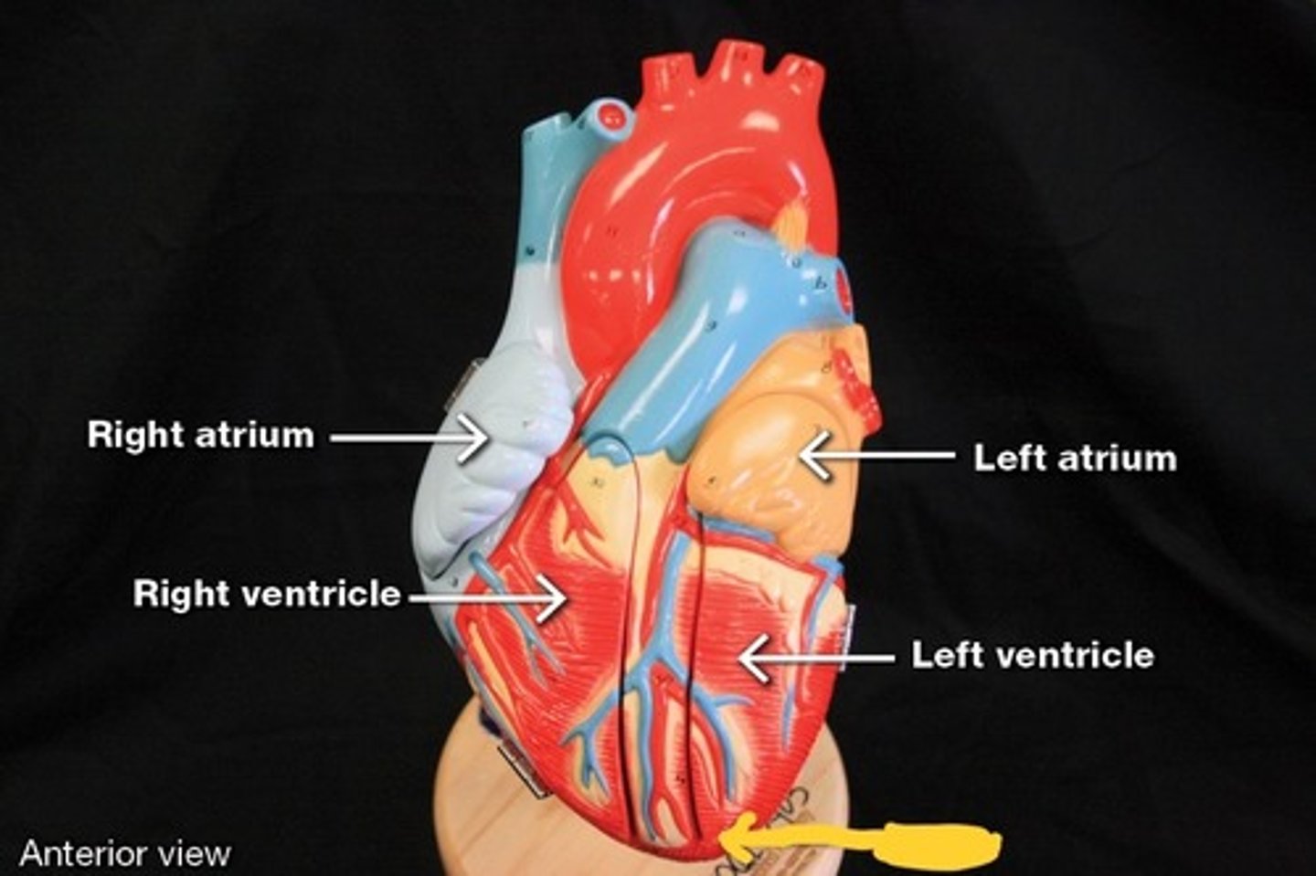 knowt flashcard image