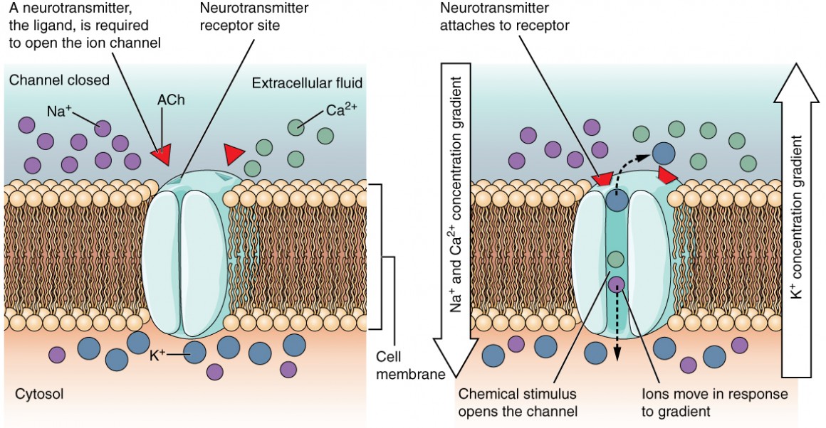<p>Causes sodium ions to rush into the dendrites</p>