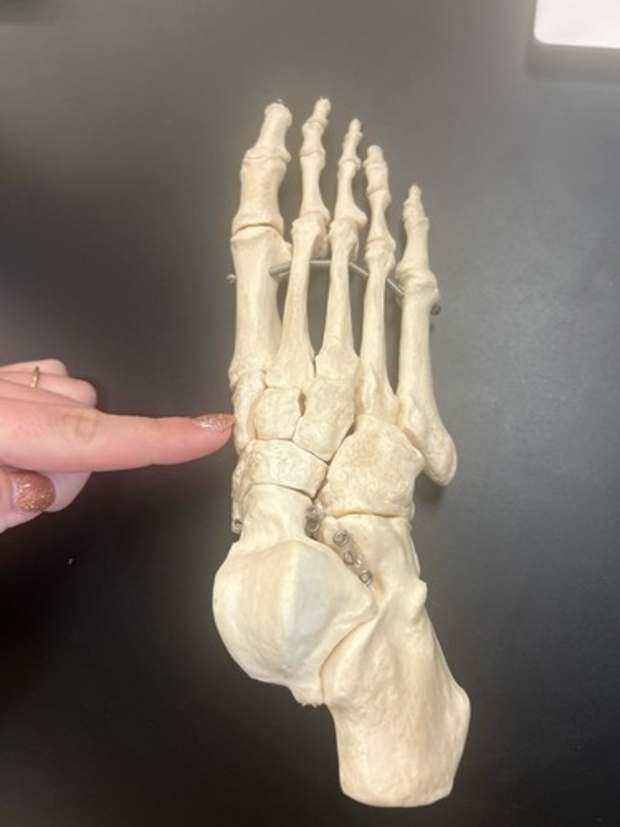 <p>name the bone</p>