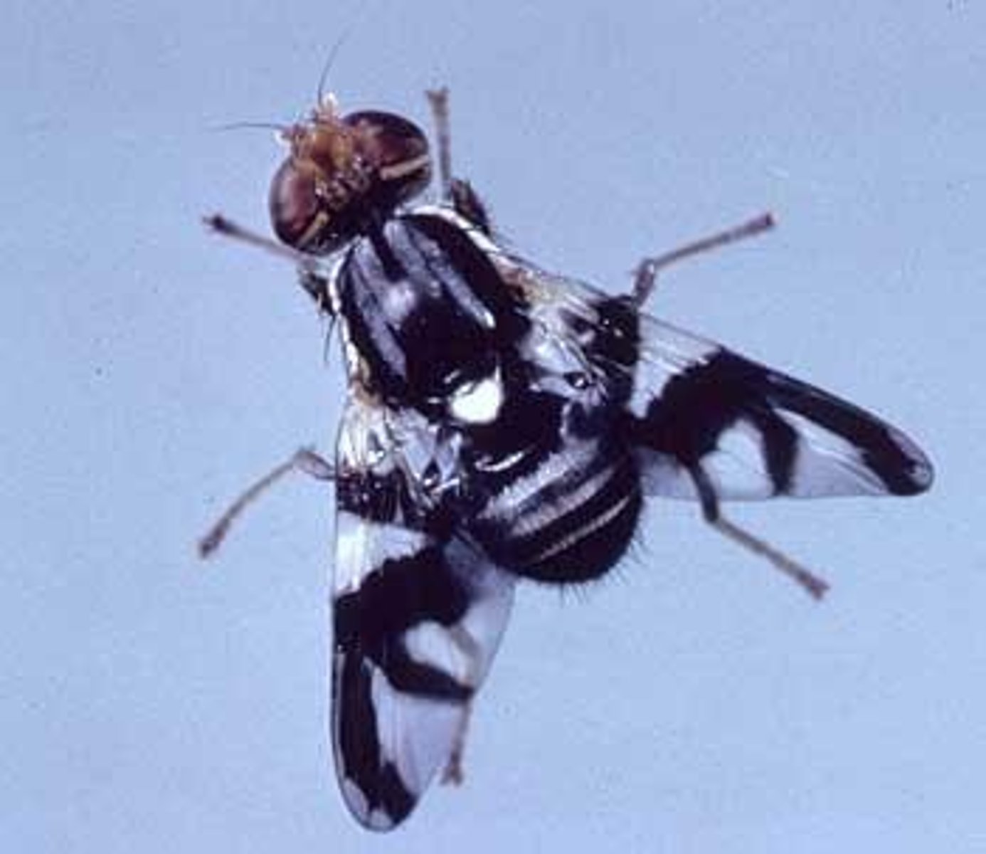 <p>The apple maggot fly in eastern North America, which began laying eggs on apples instead of hawthorn fruits.</p>