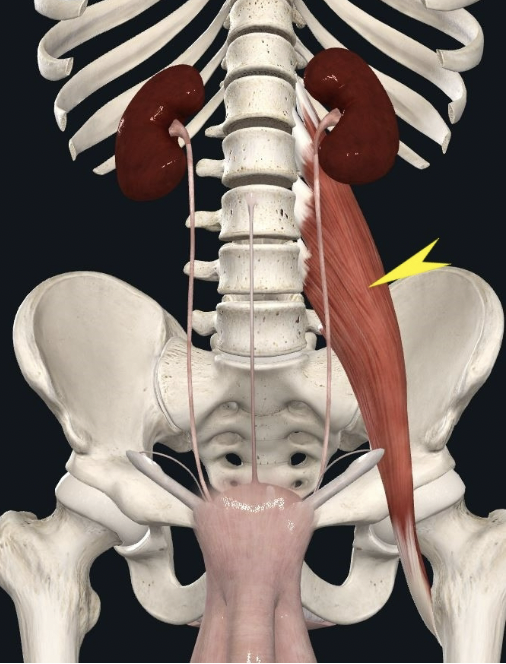 <p>what muscle is indicated by the arrow?</p>