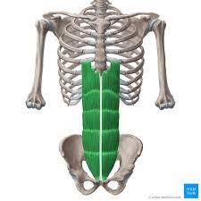 <p>O: Pubic crest/symphysis</p><p>I: ribs 5-7, cost cart, diploid process</p><p>A: flex, mild lat flex</p>