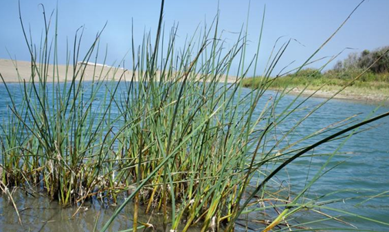 <p>Threesquare bulrush</p>