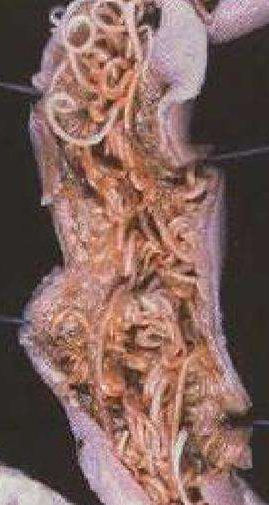 <ol><li><p>SN</p></li><li><p>PS</p></li><li><p>DH</p></li><li><p>PPP</p></li></ol><p></p>