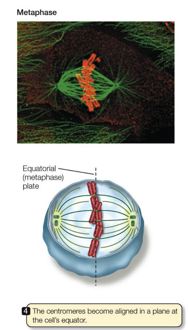 <ul><li><p>Sister chromatids bound to kinetochore microtubules on opposite spindles</p></li><li><p>Tension from kinetochore microtubules pulling on the sister chromatids, causes them to line up on the metaphase plate</p></li></ul>