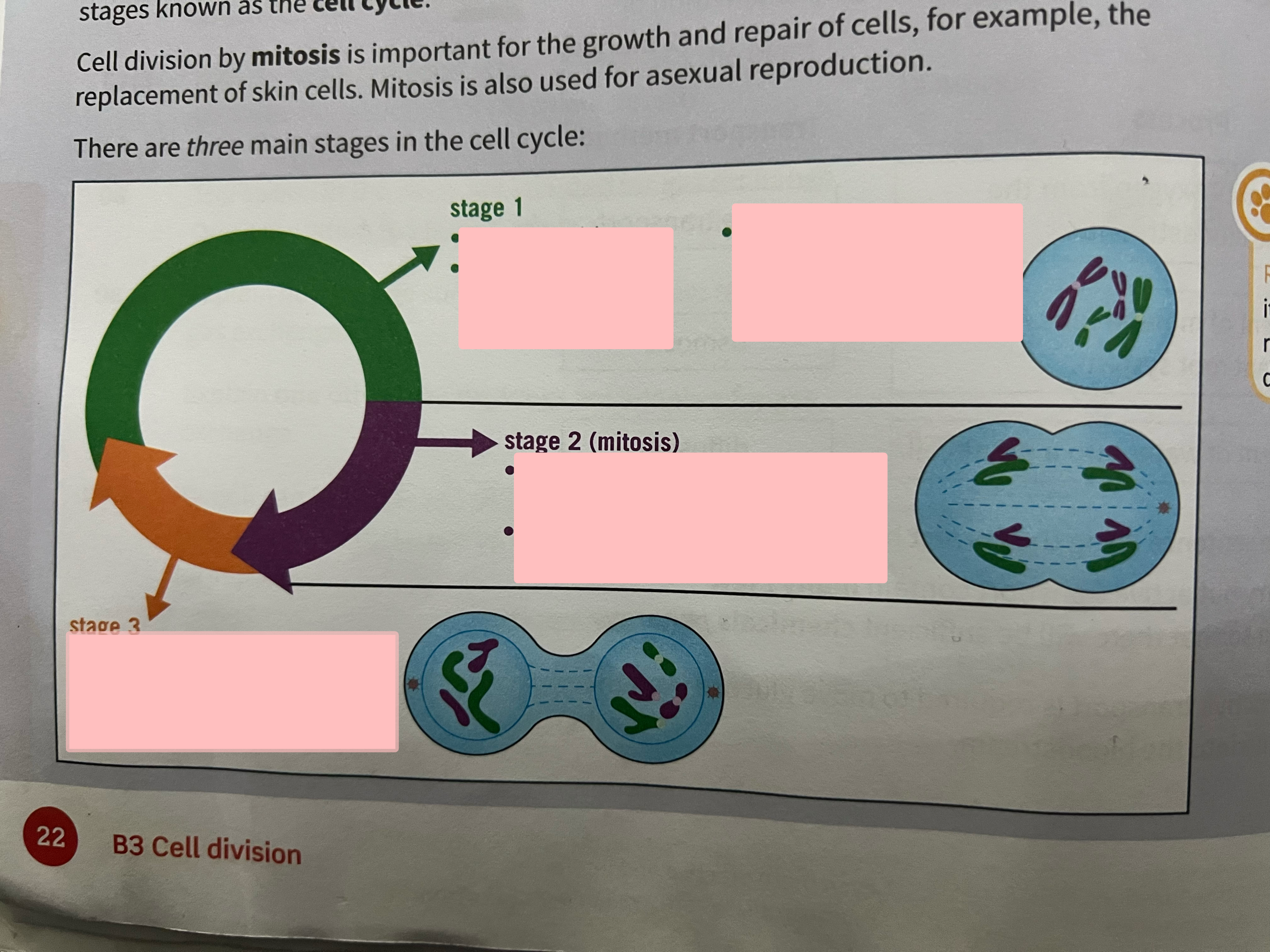 <p>Label the three main stages of the cell cycle.</p>
