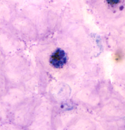 <p>Dr. Vicente Y. Belizario Jr.</p>