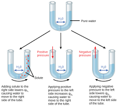 <ol><li><p><span style="background-color: transparent;"><span>potential energy, the ability for water to do work, measure of free energy (megaPascals, Mpa)</span></span></p></li><li><p><span style="background-color: transparent;"><span>Ψ = Ψ</span><sub><span>s</span></sub><span> + Ψ</span><sub><span>P</span></sub></span></p></li><li><p><span style="background-color: transparent;"><span>Water wants to go to areas of low water potential, where is does less work </span></span></p></li></ol><p></p>