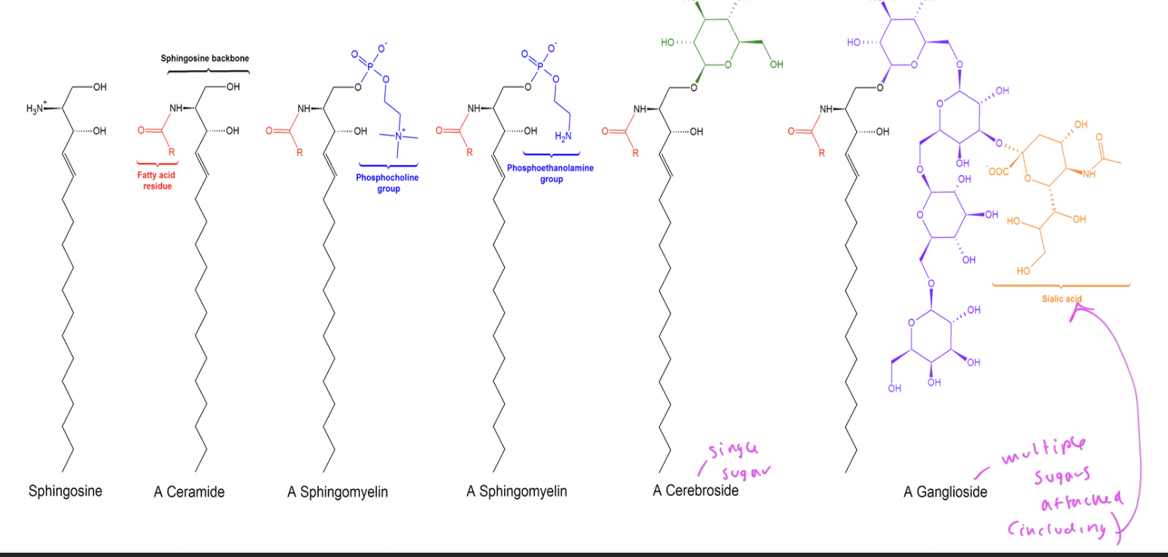 <p>can have one or more sugars attached</p><ul><li><p>each has their polar head group attached to the C3 1-hydroxyl of their sphingosine</p></li></ul><p></p>