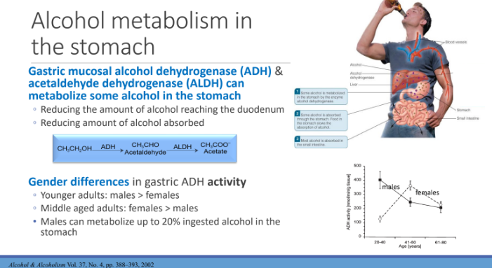 <ol><li><p>Younger adults: males > females</p></li><li><p> Middle aged adults: females > males</p></li><li><p> Males can metabolize up to 20% ingested alcohol in the stomach</p></li></ol><p></p>