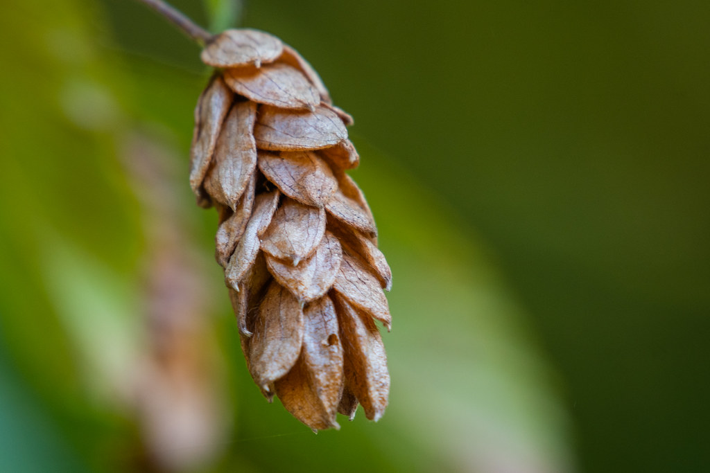 <p>enclosed in “bladder”, looks like hops</p>