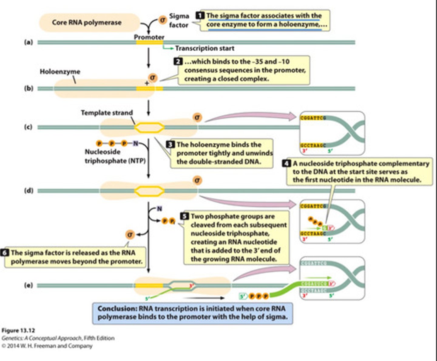 <p>Protein that controls the binding of RNA polymerase to the promoter in bacteria</p><p>- Guides RNA polymerase to the promotor and binds it to the template strand.</p><p>- After a short stretch of RNA is synthesized, this protein drops off and RNA pol continues (abortive initiation)</p><p>- Allows tight binding of RNA polymerase to template</p>