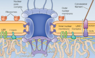 <ul><li><p>Lines the inner nuclear membrane</p></li><li><p>Structural support (links to cytoplasmic cytoskeleton) </p></li><li><p>Attachment points for chromatin (affects chromatin organization) </p></li><li><p>Participates in nuclear envelope breakdown and reassembly </p></li><li><p>Intermediate filament </p></li><li><p>Interact w both</p><ul><li><p>Chromatin</p></li><li><p>Inner membrane proteins </p></li></ul></li><li><p>Bind to protein complexes that bind to the cytoskeleton in the cytosol. The inner lamina provides a link bw chromatin and forces in cytoplasm.</p></li></ul><p></p>