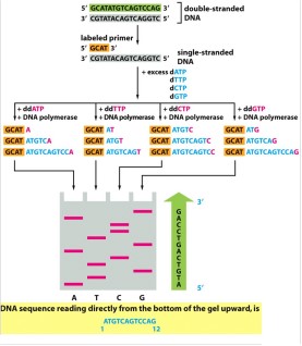 <p><span>Polyacrylamide gel electrophoresis is used to visualize the results of the sequencing reaction</span></p><p><span>Denature the DNA</span></p><p><span>Run each reaction in a separate lane</span></p>