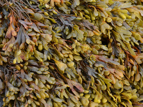 <p>Fucus sp.</p>