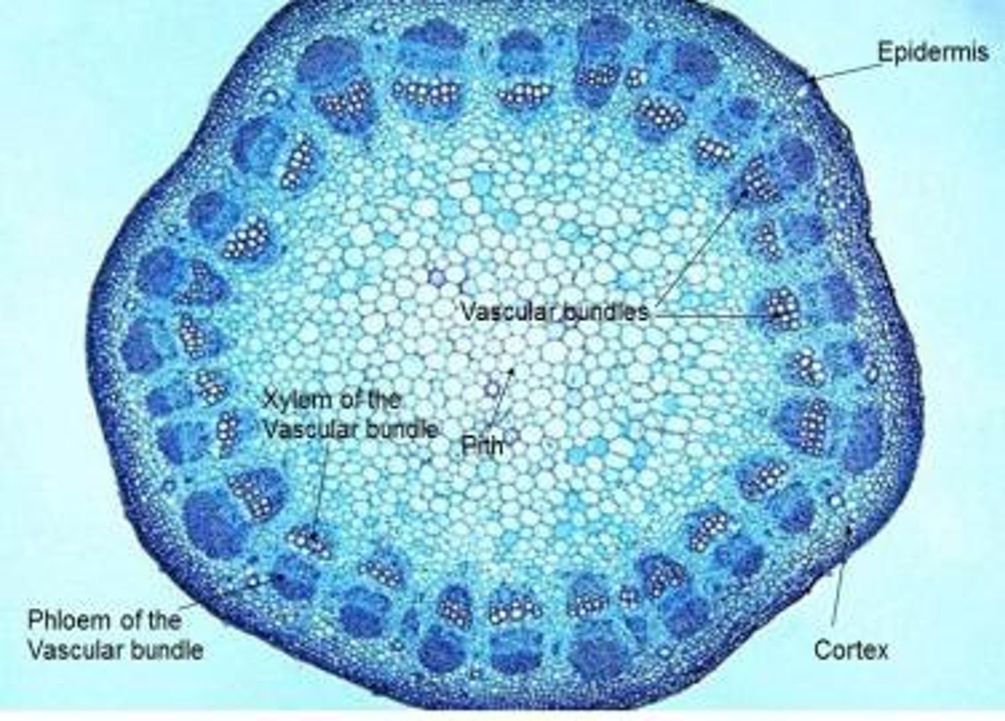<p>1. <b>Vascular Bundle</b>: a cluster of xylem and phloem in plant stem<br>2. <b>Pith</b>: ground tissue in the vascular bundle<br>3. <b>Cortex</b>: layer of ground tissue outside vascular bundles</p>