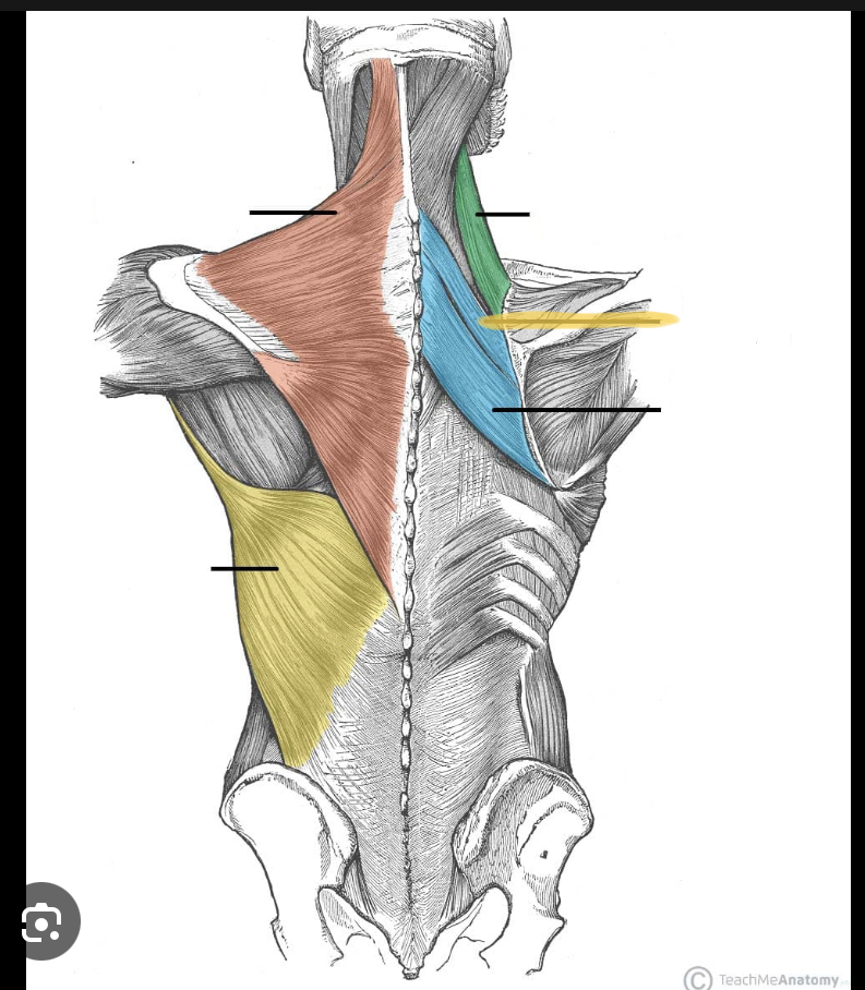 <p>Identify the highlighted muscle</p>