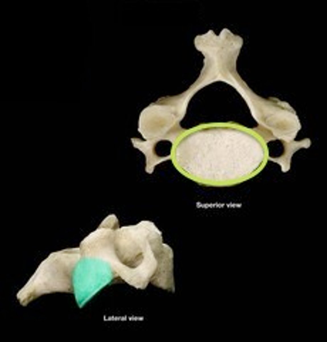<p>joins with vertebra below</p>