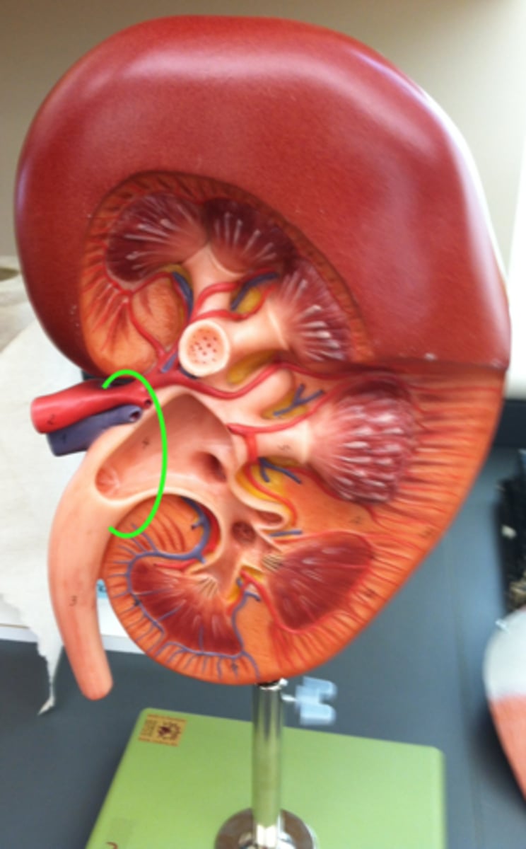 <p>allow for the passage of structures that service the kidney</p>