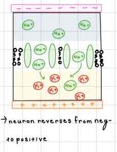 <p>This Diagram of the Internal Membrane shows ______</p>