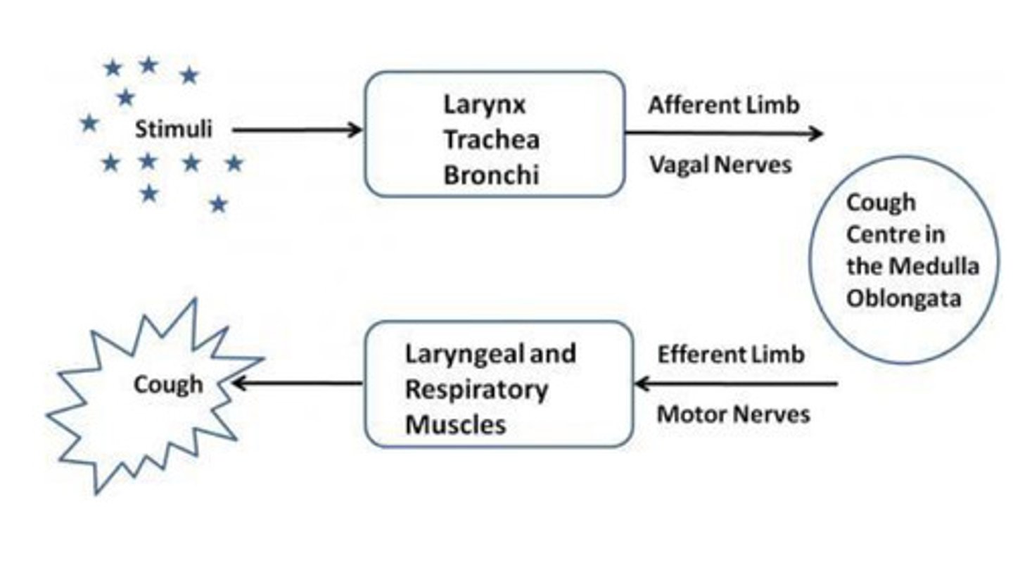 <p>foreign object enters the larynx--&gt; sensed by internal laryngeal nerve (afferent limb) --&gt; tells the cerebral cortex &amp; medulla --&gt; send efferent limb signal to vagus nerve, phrenic nerve, &amp; intercostal nerves--&gt; air rushes into the lungs --&gt; transverse arytenoid muscle &amp; lateral cricoarytenoid muscles contract to close the glottis --&gt; contraction of expiration muscles &amp; abdominal muscles force the glottis back open = explosive release of air from larynx = cough</p>