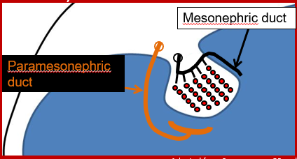 <p><span>–Two ducts will begin to develop around the gonads: the <strong><em>mesonephric</em></strong> duct and the paramesonephric duct (aka Müllerian duct)</span></p>