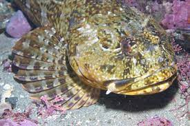 * 30 in. & 30 lbs. 
* large, bushy cirrus over each eye
* juveniles are bright red
* adult females are grey-green
* adult males are tan & dark brown