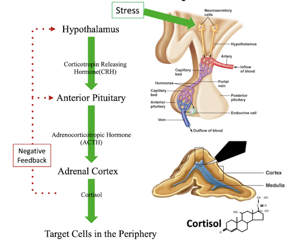 <p>stress → act on hypothalamus → release of corticotropin releasing hormone (CRH) → anterior pituitary releases adrenocorticotropic releasing hormone (ACTH) → act on adrenal cortex to stimulate cortisol release → target cells in periphery</p><p>cortisol negative feedback loop to inhibit release of CRH and ACTH</p>