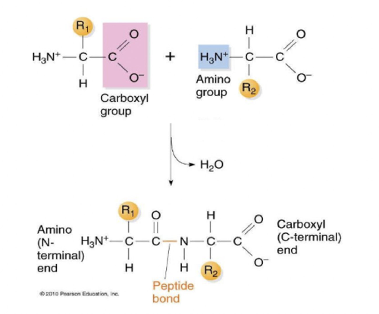 <p>linked by covalent peptide bond between the carboxyl group and amino group, formed in condensation reaction by a ribosome</p>