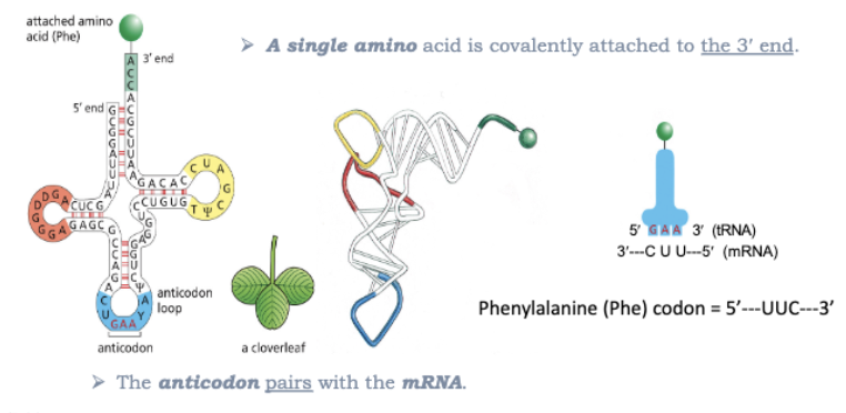 <ul><li><p>TRNA !</p></li><li><p>A SINGLE AMINO ACID IS COVALENTLY ATTACHED TO THE 3’ END </p></li><li><p>THE ANTICODON PAIRS WITH THE MRNA </p></li></ul><p></p>