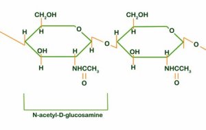 <p>b- glucose monomers that contain an amine group (NH2)</p><p>amine group provides additional hydrogen bonding, makes structure stronger and more resistant to decay</p>