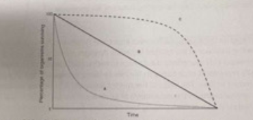 <p>What type of species would be the best ex of curve A?</p><p>a) Elephants</p><p>b) Humans</p><p>c) Birds</p><p>d) Insects</p>