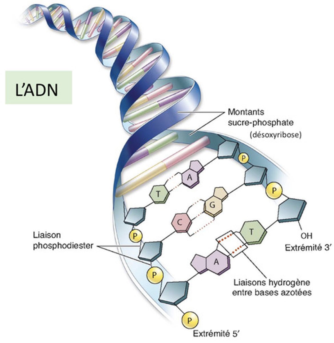 <p>Acide désoxyribonucléique avec une structure en double hélice composée de 2 brins de nucléotides :</p><p>- complémentaires (A avec T et G avec C)</p><p>- anti-parallèles (orientations opposées, une 3'->5' et l'autre 5'->3')</p><p>- appariés (liés par des liaisons hydrogènes)</p><p>Unité de longueur d'une molécule d'ADN = 1 paire de base (3 sur le dessin)</p>