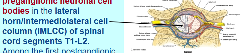 <ul><li><p>Lateral horn/intermediolateral cell column (IMLCC) of spinal cord segments T1-L2.</p></li><li><p>Among the first postganglionic targets are series of interconnected ganglia on each side of the vertebral column -<strong> paravertebral sympathetic trunk</strong></p></li></ul><p></p>