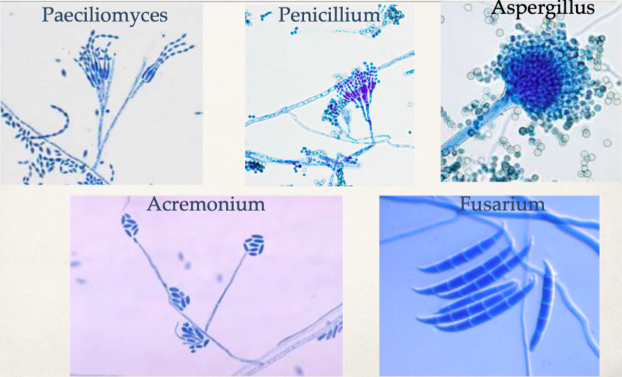 ✤ Fungi that are considered “non-pathogenic” but can cause significant illness in the immunocompromised, those with prosthetic / intravascular devices and hematologic malignancies (Can also colonize respirators or other medical tech).

✤ Commonly found in soil and in the environment.

✤ Opportunistic infections by molds can result in sinus infections, respiratory diseases and fungemia.

✤ Aspergillus is the most common invasive mold. Invasive aspergillosis has become the major cause of morbidity and mortality in immunocompromised patients, with mortality rates as high as 88%.

✤ Almost two thirds (61%) of patients with invasive aspergillosis have an underlying hematologic disease, or have undergone bone marrow transplantation (BMT).